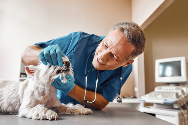 Best Emergency Treatment for Toothache in Fountain Inn, SC